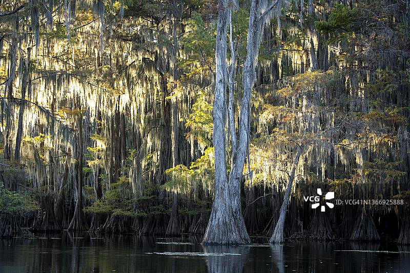 阿查法拉亚盆地的秋季落羽杉图片素材