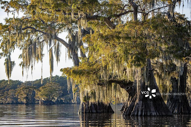 阿查法拉亚盆地的秋季落羽杉图片素材