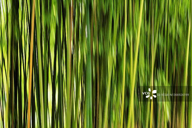 法国竹子背景图片素材
