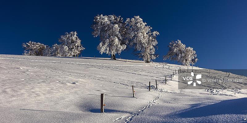 欧洲山毛榉（水青冈）：冬季德国黑森林铜山毛榉图片素材