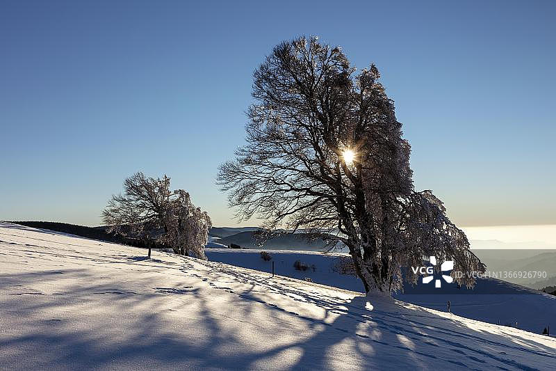 欧洲山毛榉（水青冈）：冬季德国黑森林铜山毛榉图片素材