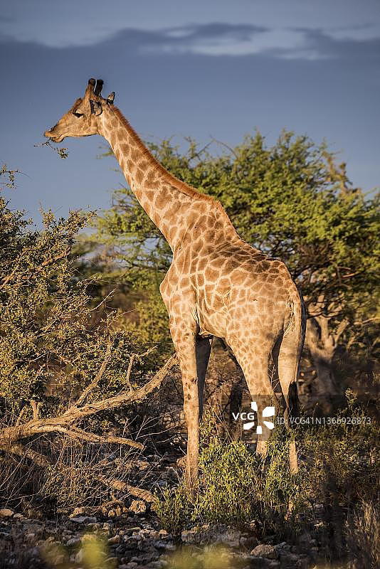 在纳米比亚埃托沙国家公园,一只安哥拉长颈鹿(Giraffa camelopardalis angolensis)正在树上觅食图片素材