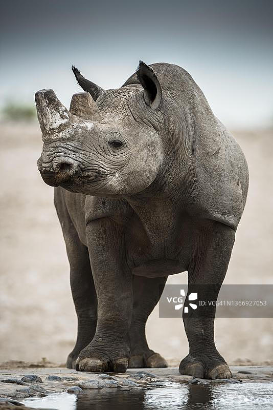 黑犀（学名：Diceros bicornis）在埃托沙国家公园的水坑饮水，纳米比亚图片素材
