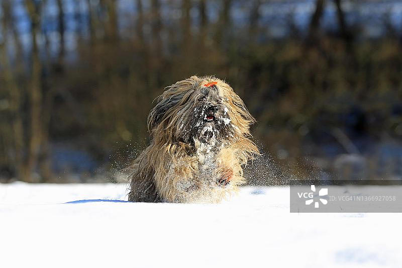 在德国北莱茵-威斯特法伦州阿恩斯贝格雪地中奔跑的拉萨犬图片素材