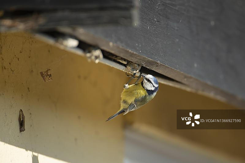 蓝山雀在英国萨福克郡花园的棚屋觅食图片素材