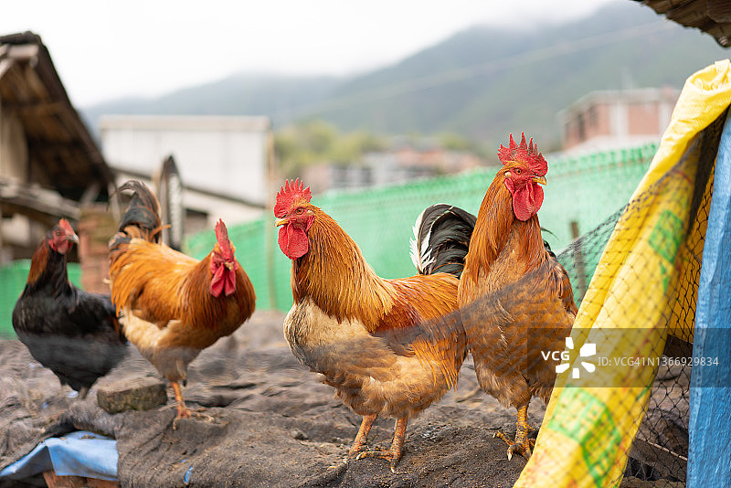 大公鸡图片素材