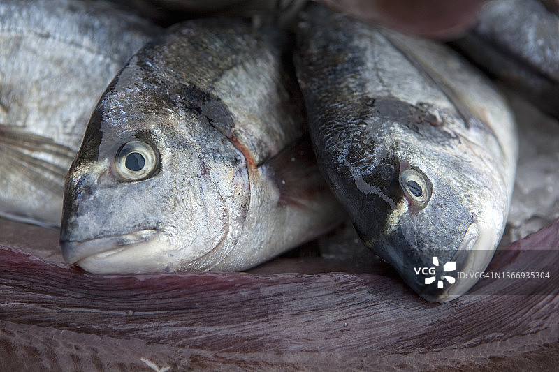 鱼贩柜台上排列的鱼特写图片素材