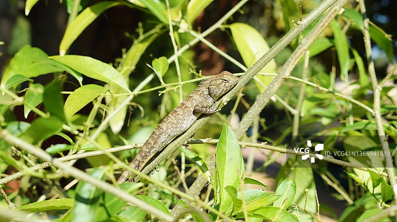 伪装的变色龙（Chamaeleo zeylanicus）图片素材