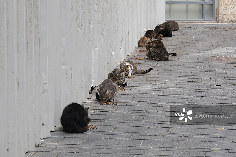 在街上觅食的流浪猫图片素材