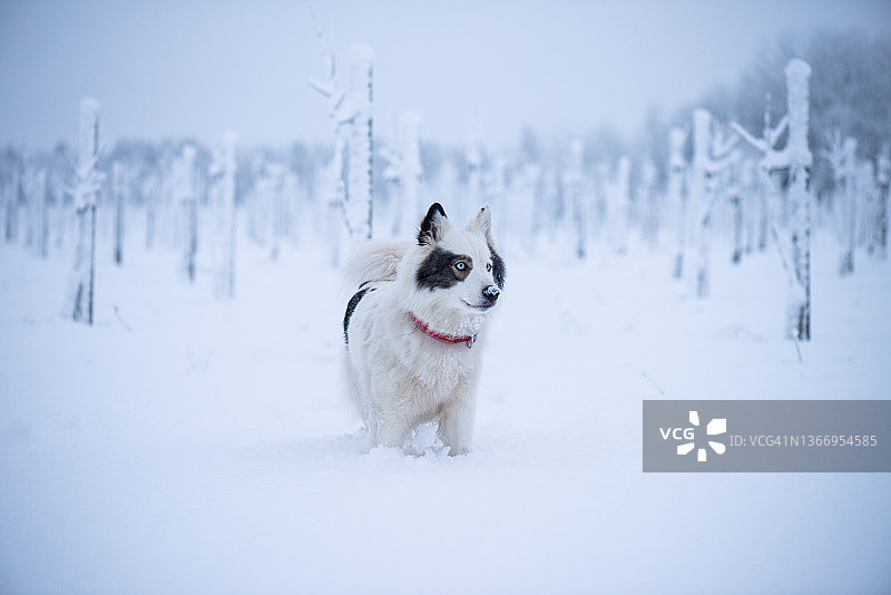 雪地果园中的莱卡图片素材