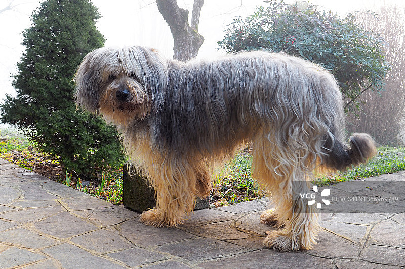 花园里的贝加马斯科犬图片素材