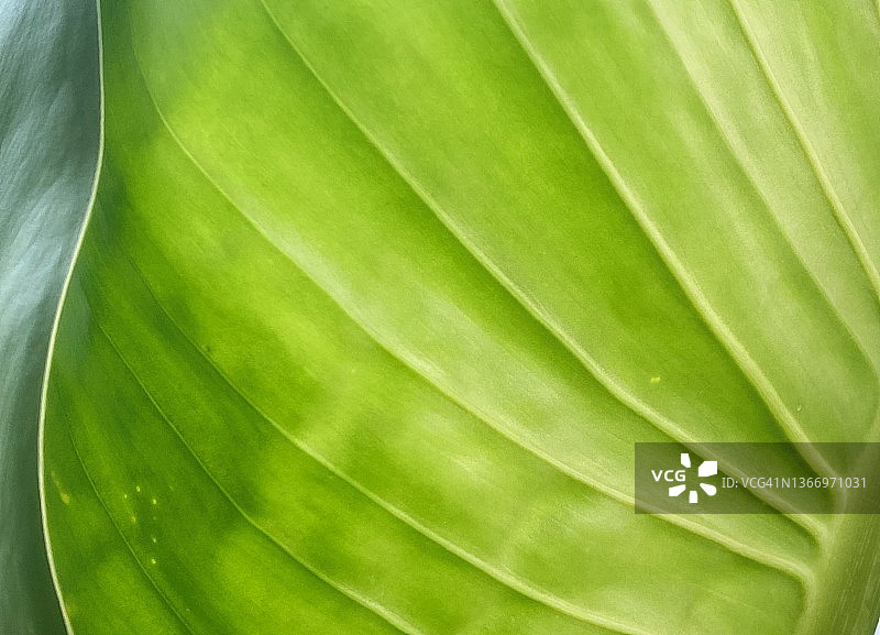 绿色花叶万年青叶子特写图片素材