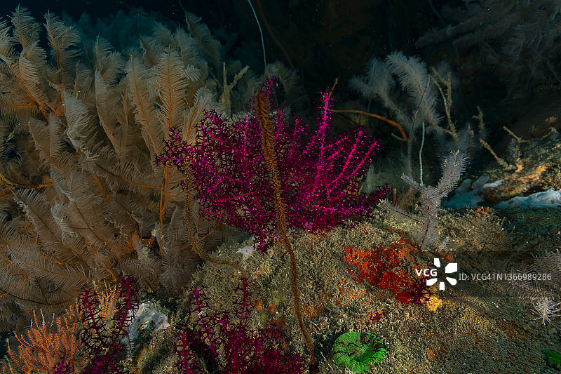 柳珊瑚礁图片素材