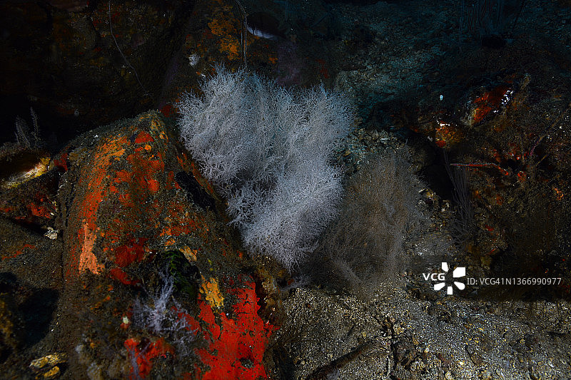 灰色海扇黑色珊瑚图片素材