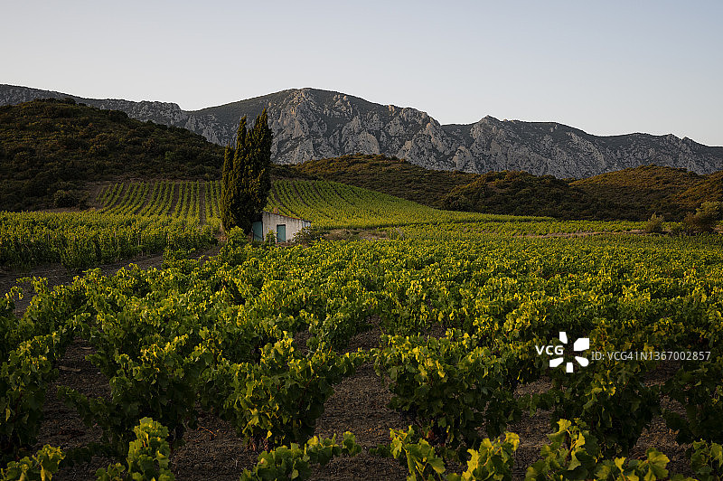 比利牛斯山脉风光：法国南部葡萄园的黄昏图片素材
