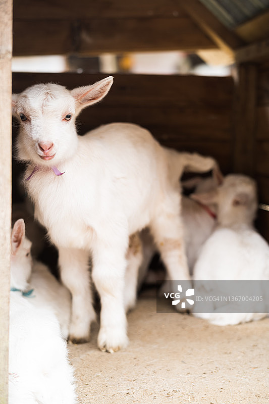 棚子里的小山羊图片素材