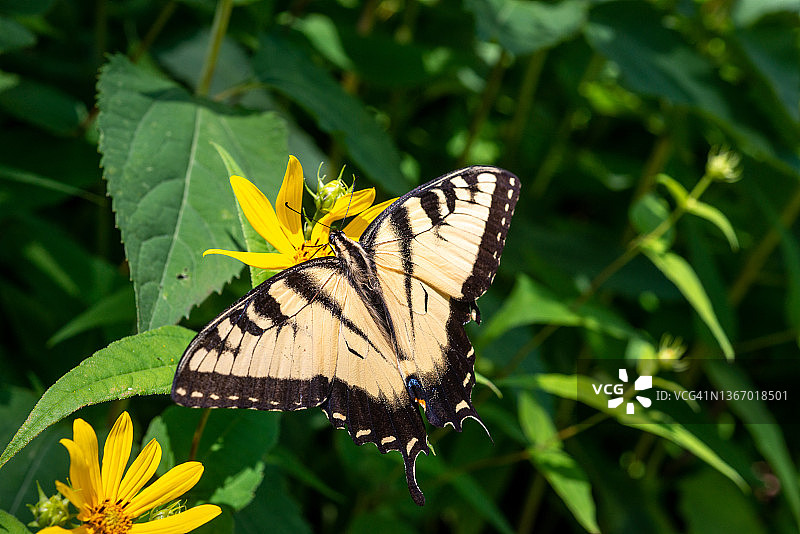 虎凤蝶图片素材