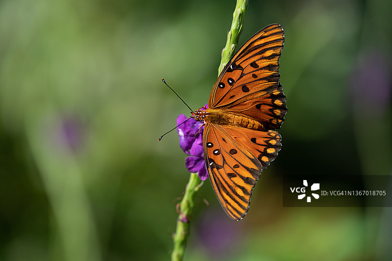 墨西哥湾豹纹蝶图片素材