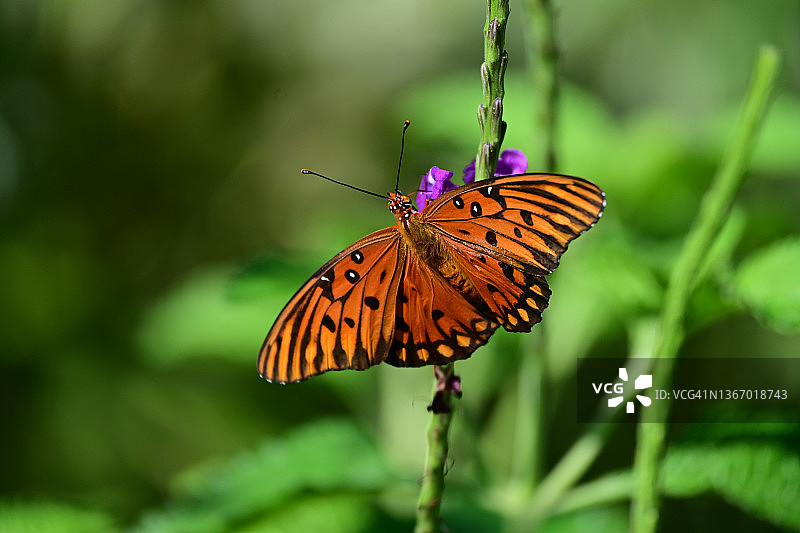 墨西哥湾豹纹蝶图片素材