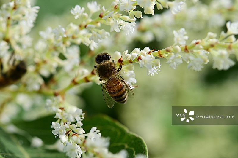 白色花朵上的蜜蜂图片素材
