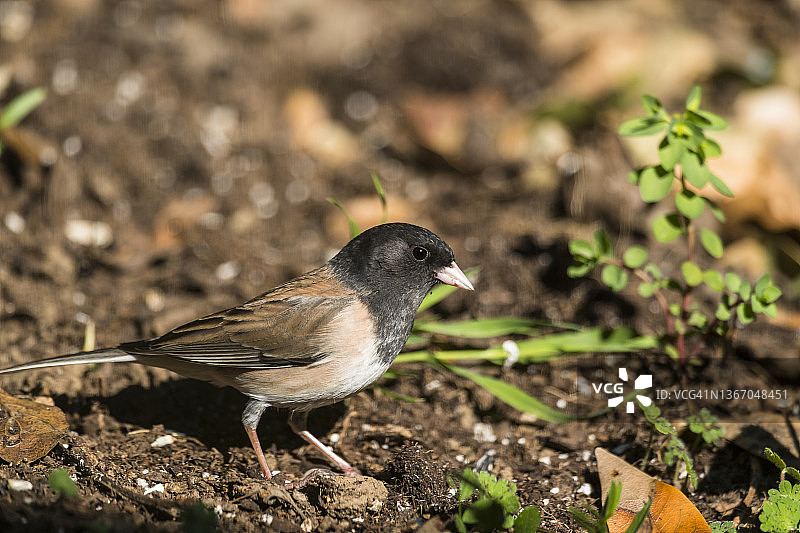 黑眼灯草雀图片素材