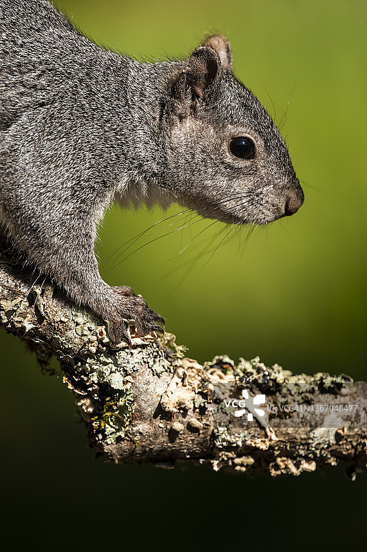 西部灰松鼠图片素材