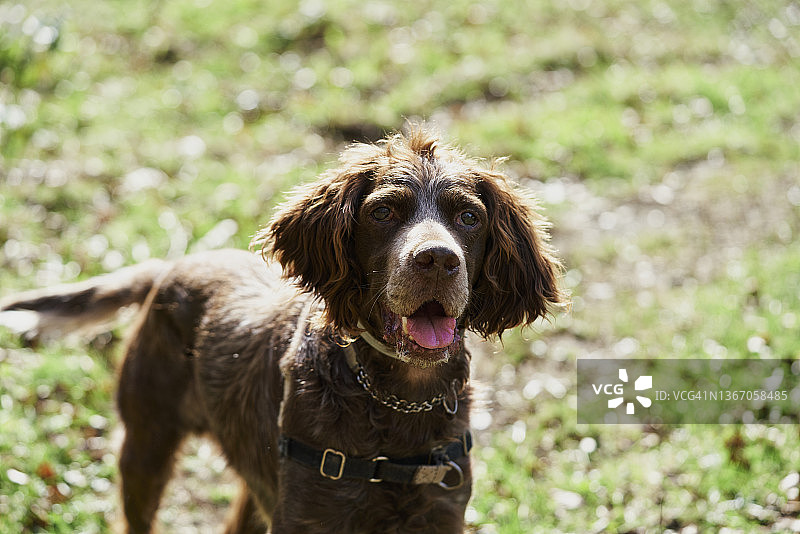 德国指示犬享受阳光的肖像图片素材