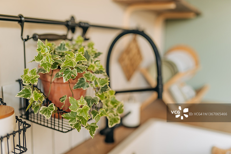 布什维克公寓窗台上的室内花园，布鲁克林图片素材