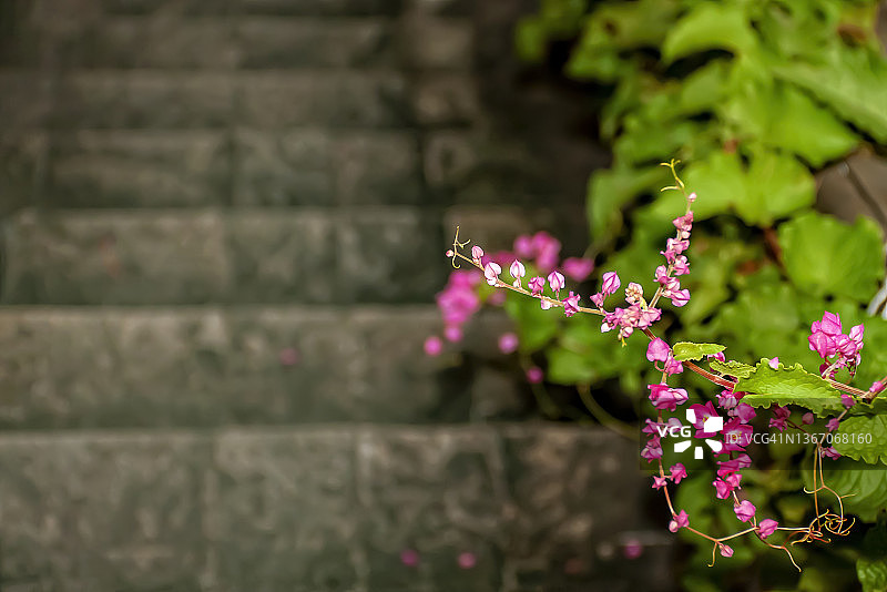 珊瑚藤蔓的粉色花枝图片素材
