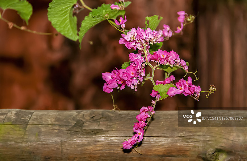 木质树干上粉红色的珊瑚藤图片素材