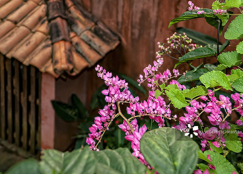 从上方看到的粉色藤蔓图片素材