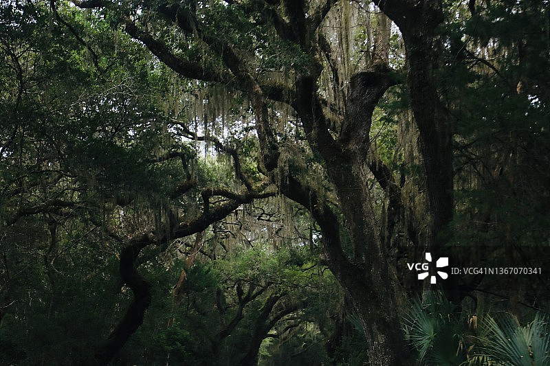 挂满苔藓的橡树图片素材