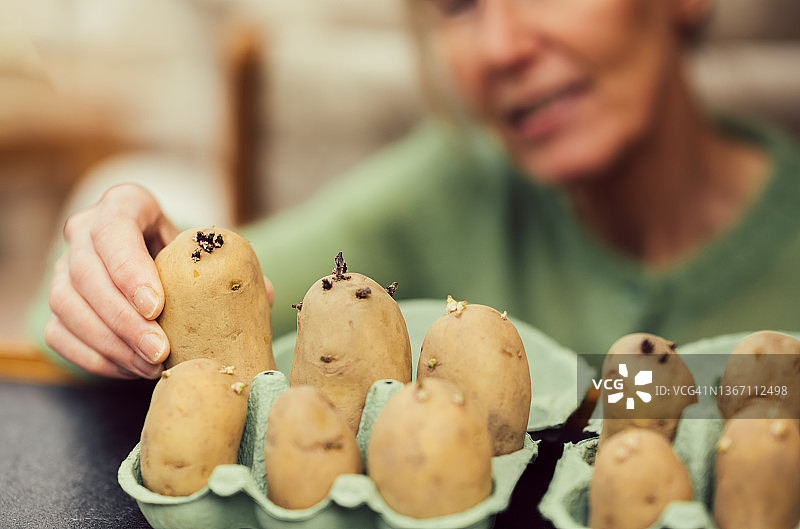 出芽的土豆图片素材