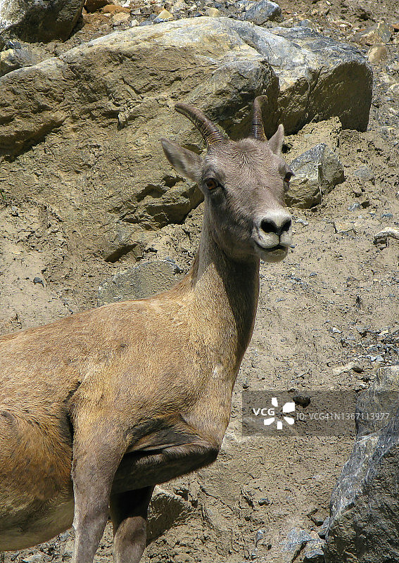 山羊——肘羊荒野省立公园图片素材