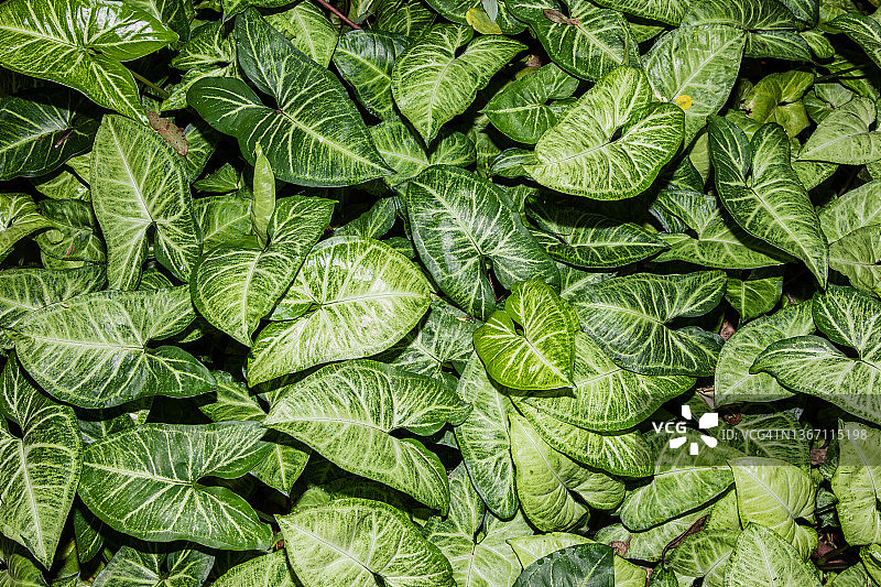 箭头蔓绿绒特写图片素材