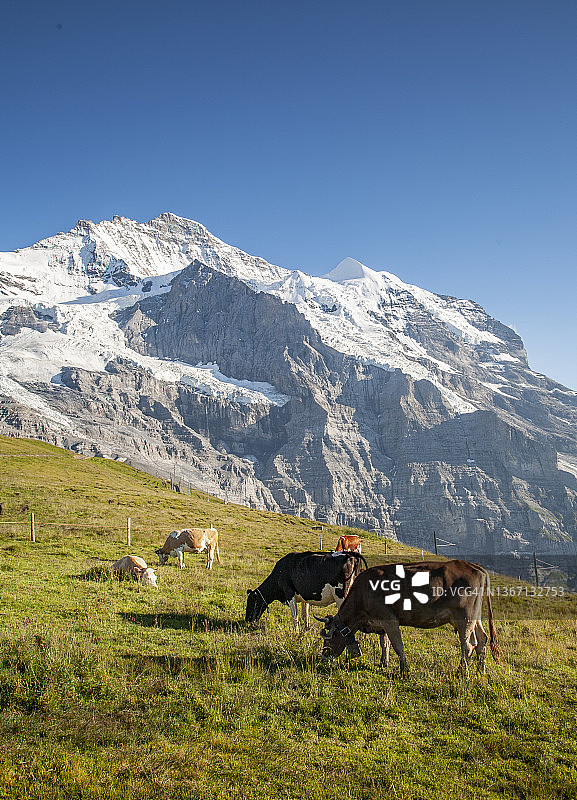 雪山下的牧牛图片素材