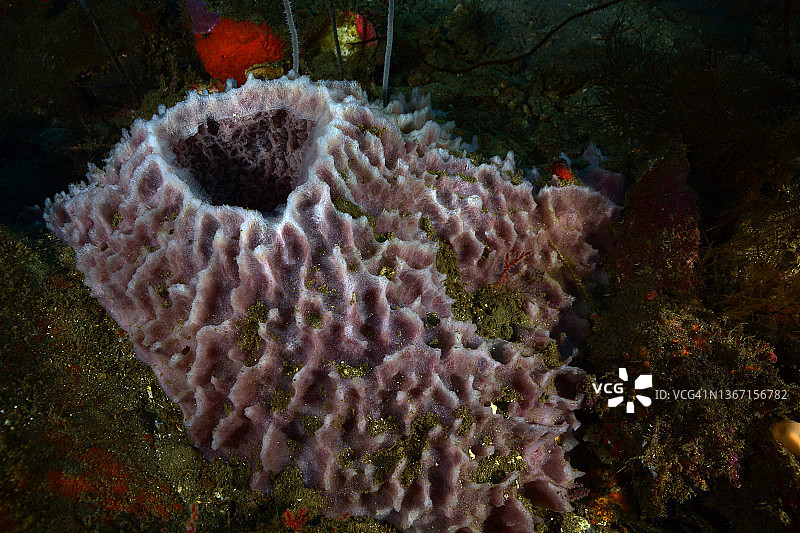 巨型桶状海绵图片素材