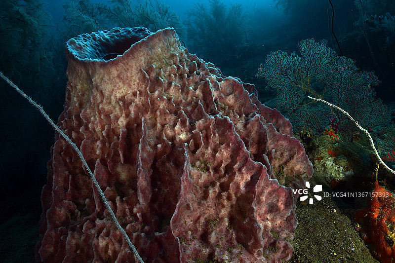 巨型桶状海绵图片素材