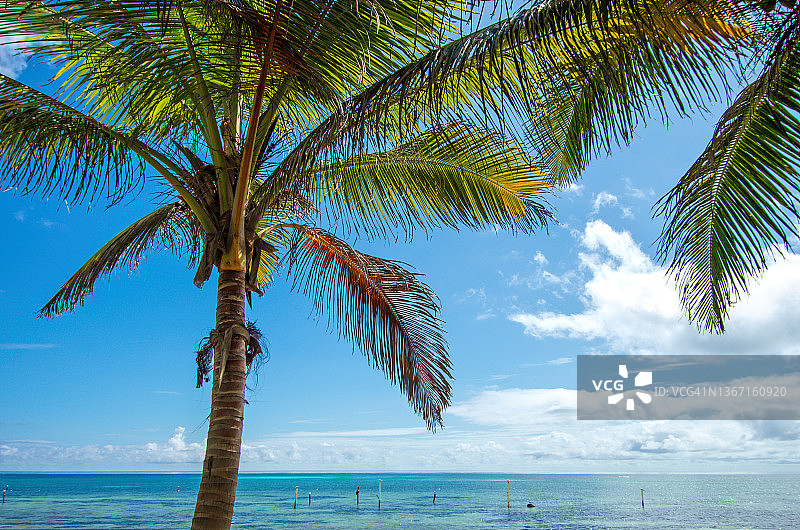 俯瞰墨西哥金塔纳罗奥州马哈瓦尔海滨的椰子树图片素材