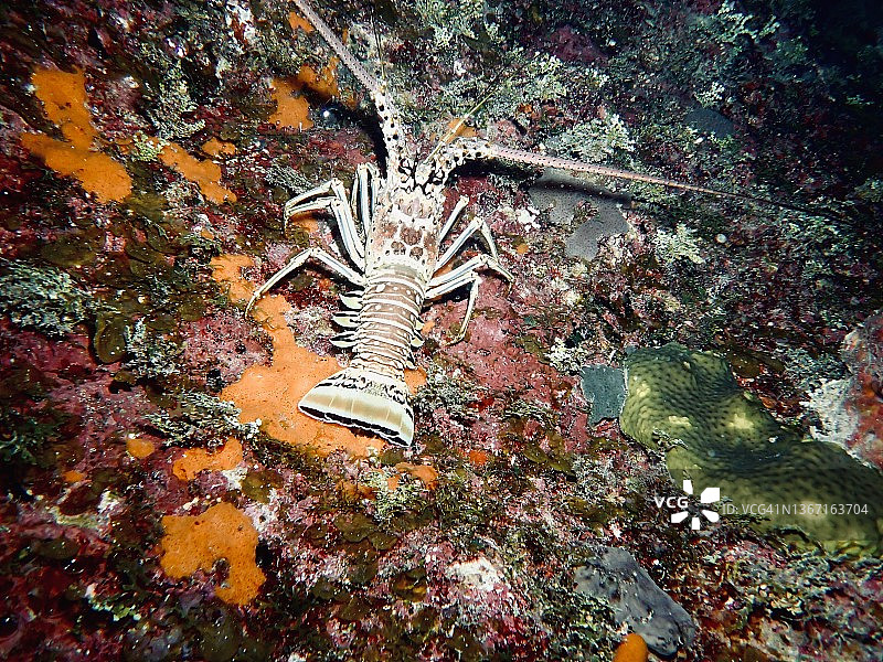 夜晚的加勒比海刺龙虾图片素材