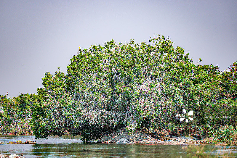 乔贝河观鸟游猎之旅，博茨瓦纳图片素材