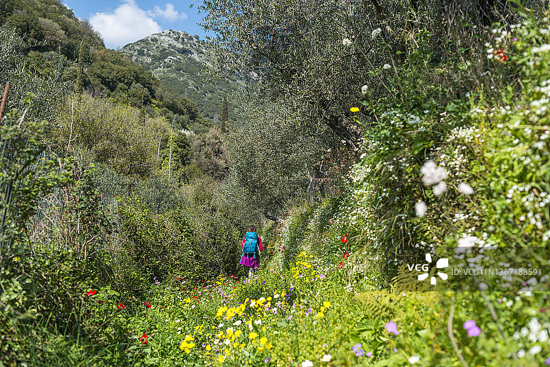 伯罗奔尼撒的春天鲜花图片素材