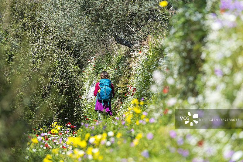 伯罗奔尼撒的春天鲜花图片素材