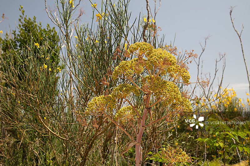 野生田地中的巨茴香黄色花朵图片素材