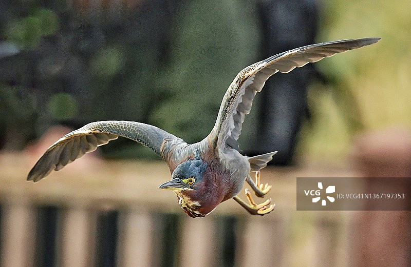 在木板路上飞行的野生绿鹭，翅膀展开图片素材
