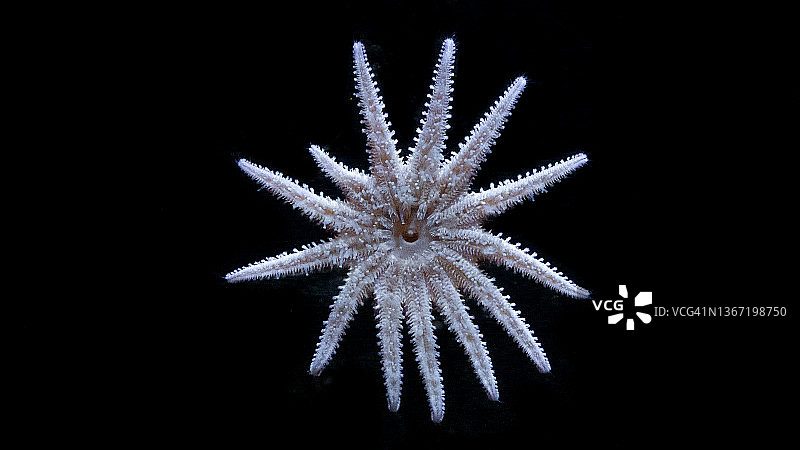 黑色背景下13个海星臂的仰视图片素材