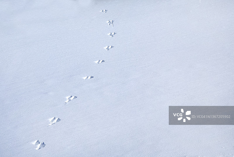 雪地中的兔脚印图片素材