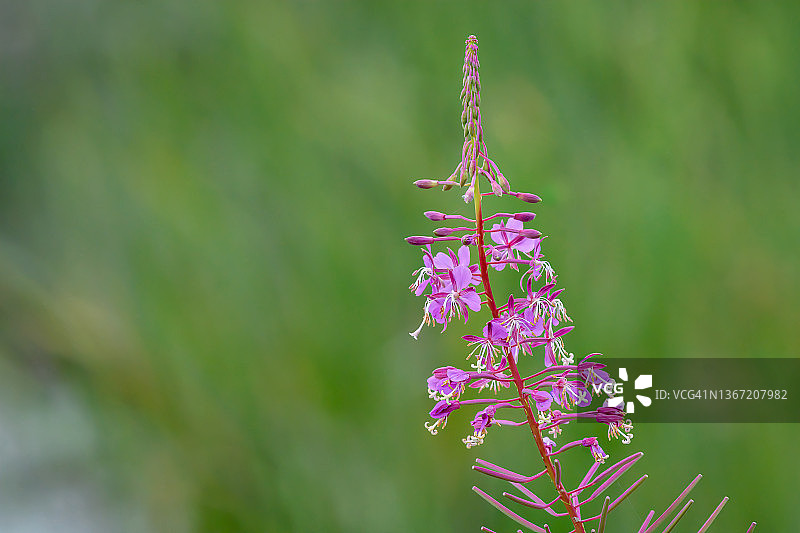 斯卡吉特河谷威利湿地的柳叶菜特写图片素材