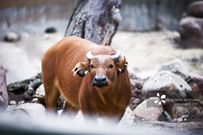 非洲侏儒水牛正面肖像图片素材