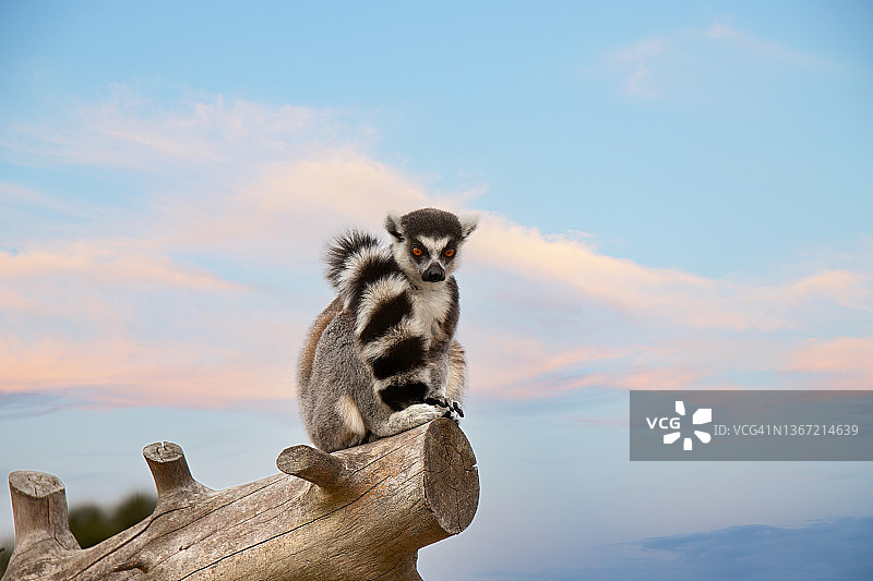 马达加斯加狐猴的肖像图片素材